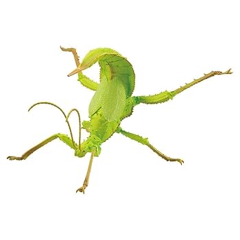 Amazon.co.jp: 一番くじ昆虫 世界の昆虫博物館/B賞 サカダチ